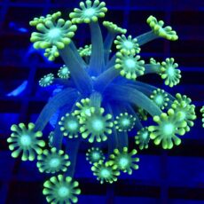 Super Green Floral Alvepora Large Frag 51 (Over 40 Polyps)