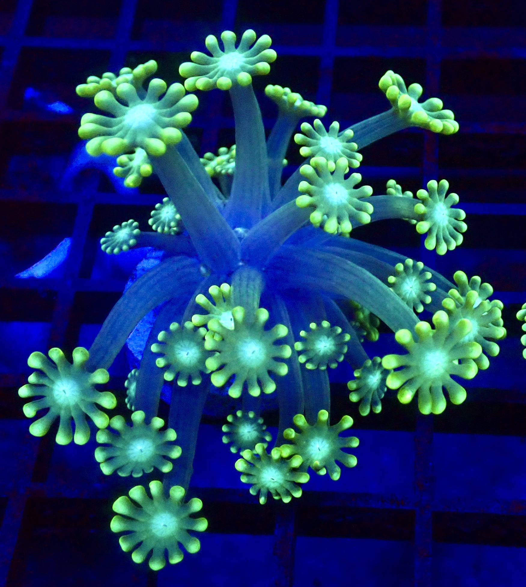 Super Green Floral Alvepora Large Frag 51 (Over 40 Polyps)