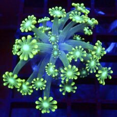 Super Green Floral Alvepora Large Frag 43 (Over 40 Polyps)