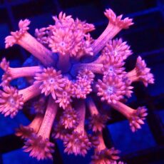 WYSIWYG Flaming Flamingo Ultra Goniopora Frag 5  (20+ Polyps)