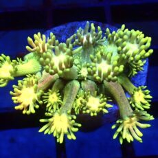 WYSIWYG Toxic Fruits Ultra Goniopora Frag 16 (15+ Polyps)