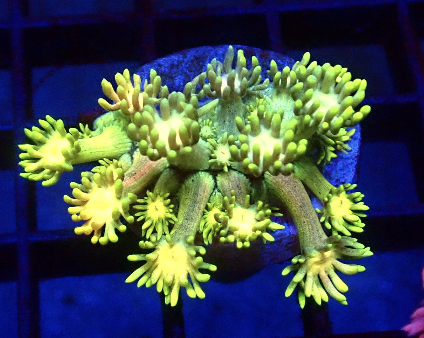 WYSIWYG Toxic Fruits Ultra Goniopora Frag 16 (15+ Polyps)