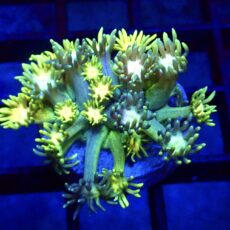 WYSIWYG Toxic Fruits Ultra Goniopora Frag 13 (15+ Polyps)