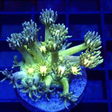 WYSIWYG Toxic Fruits Ultra Goniopora Frag 74 (15+ Polyps)
