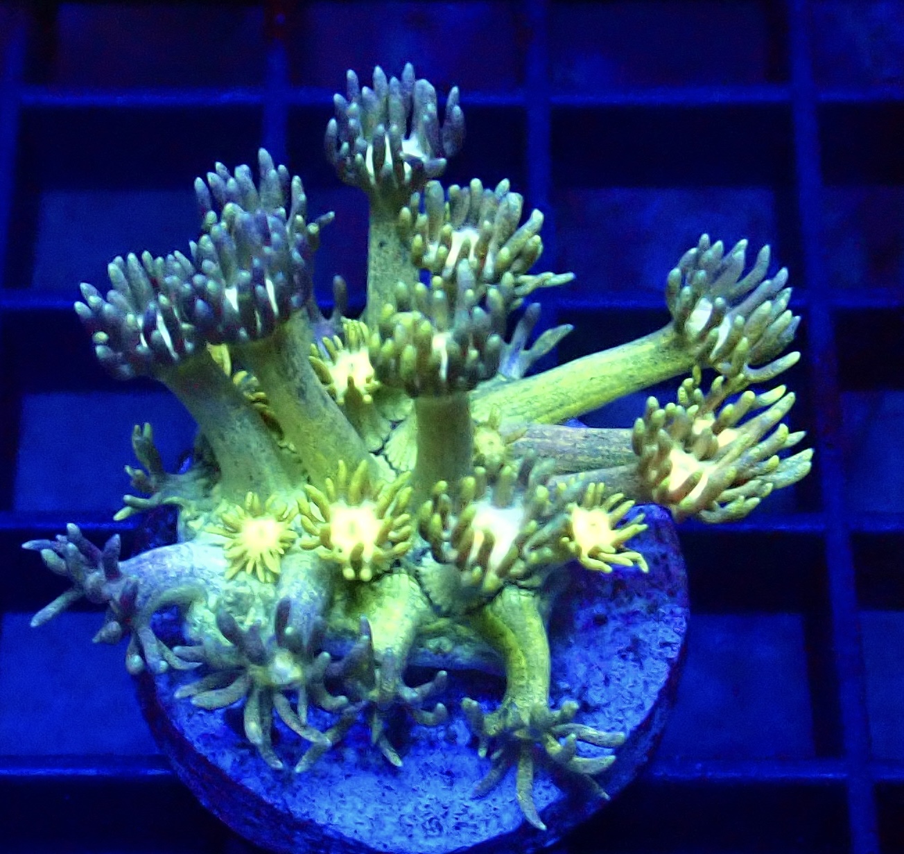 WYSIWYG Toxic Fruits Ultra Goniopora Frag 74 (15+ Polyps)