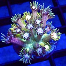 WYSIWYG Rainbow Goniopora Frag 7 (15+ Polyps)