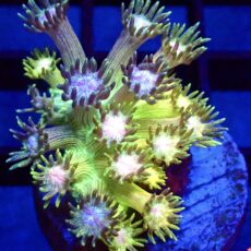 WYSIWYG Rainbow Goniopora Frag 3 (15+ Polyps)