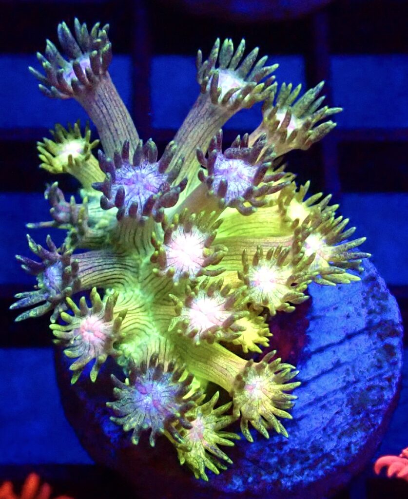 WYSIWYG Rainbow Goniopora Frag 3 (15+ Polyps)