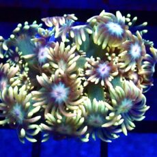 WYSIWYG Razzle Dazzle Ultra Goniopora Frag 98  (20+ Polyps)