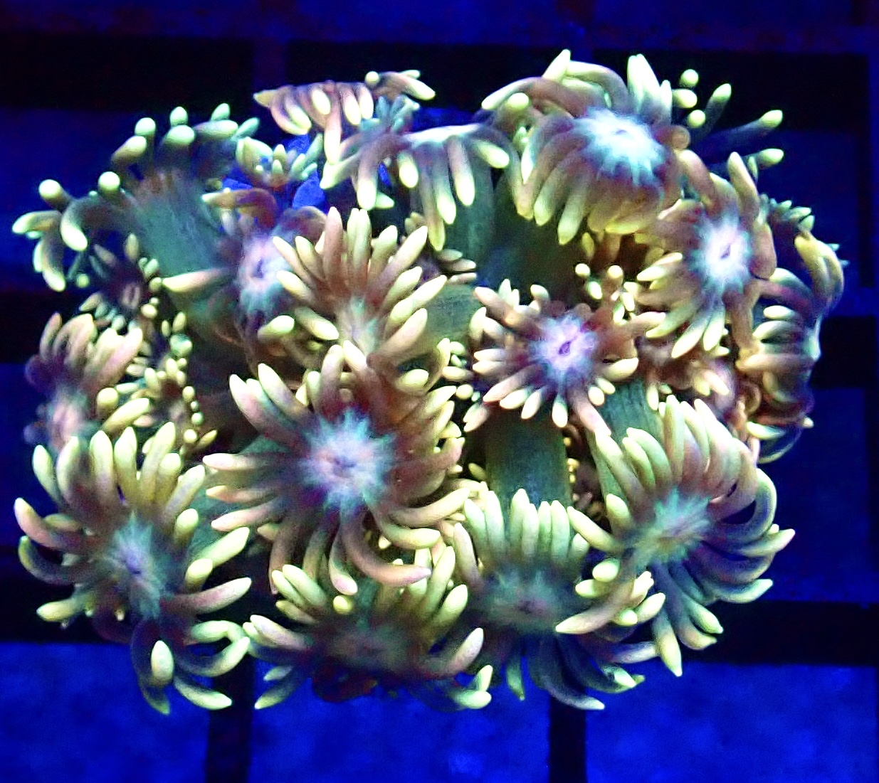WYSIWYG Razzle Dazzle Ultra Goniopora Frag 98 (20+ Polyps)
