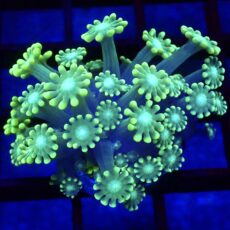 Super Green Floral Alvepora Large Frag 2 (Over 40 Polyps)