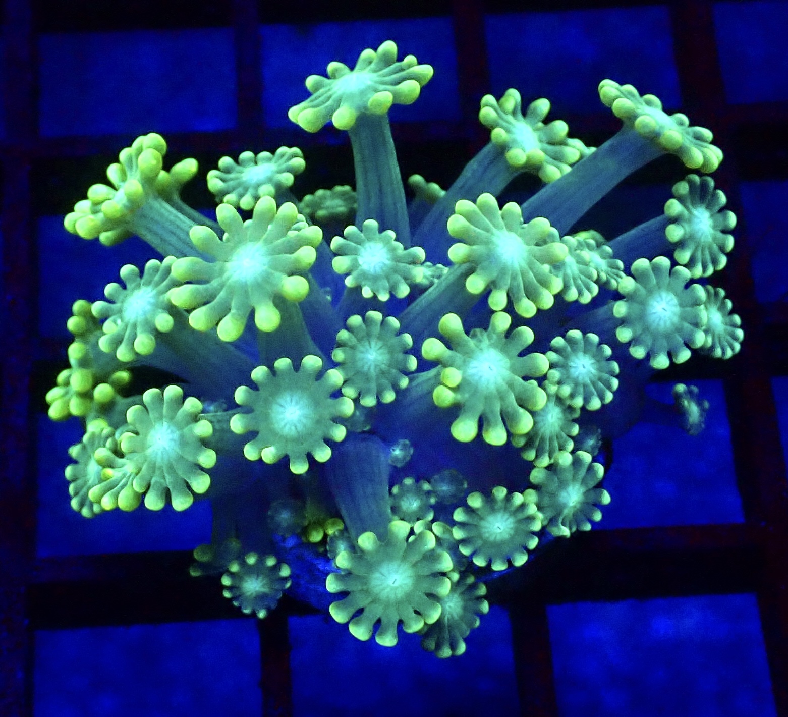 Super Green Floral Alvepora Large Frag 2 (Over 40 Polyps)