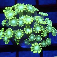 Super Green Floral Alvepora Large Frag 63 (Over 40 Polyps)