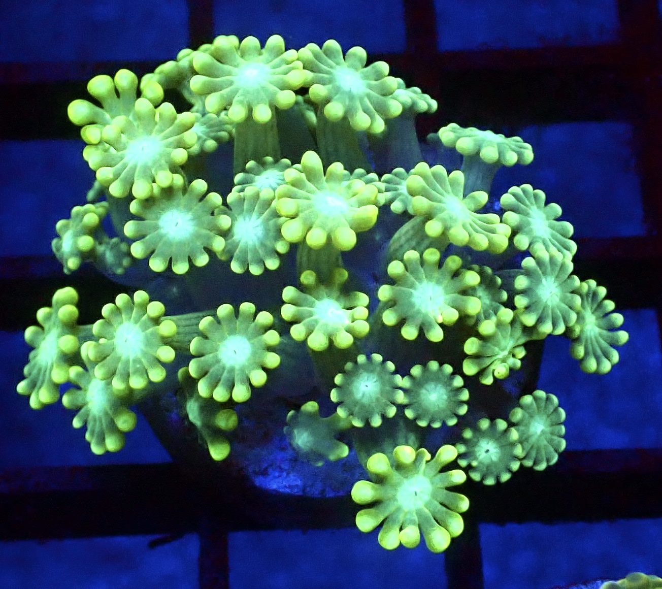 Super Green Floral Alvepora Large Frag 63 (Over 40 Polyps)