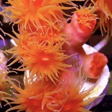 WYSIWYG Dendrophyllia Frag 2  (7 Heads)