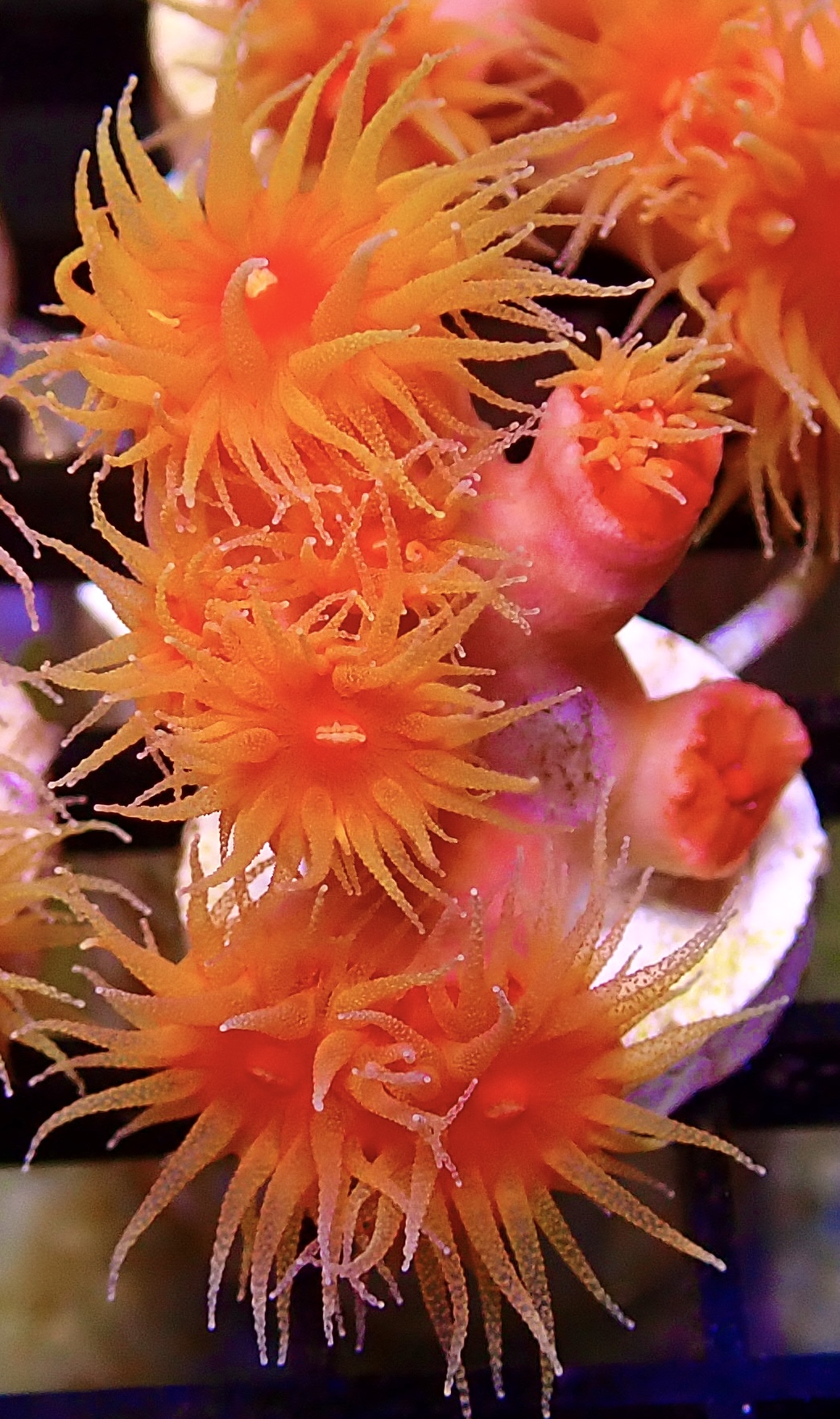 WYSIWYG Dendrophyllia Frag 2 (7 Heads)