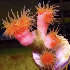 WYSIWYG Dendrophyllia Frag 3  (4 Heads)