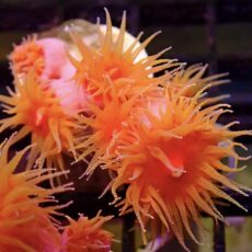 WYSIWYG Dendrophyllia Frag 4  (7 Heads)