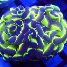 WYSIWYG Hologram Branching Hammer 91