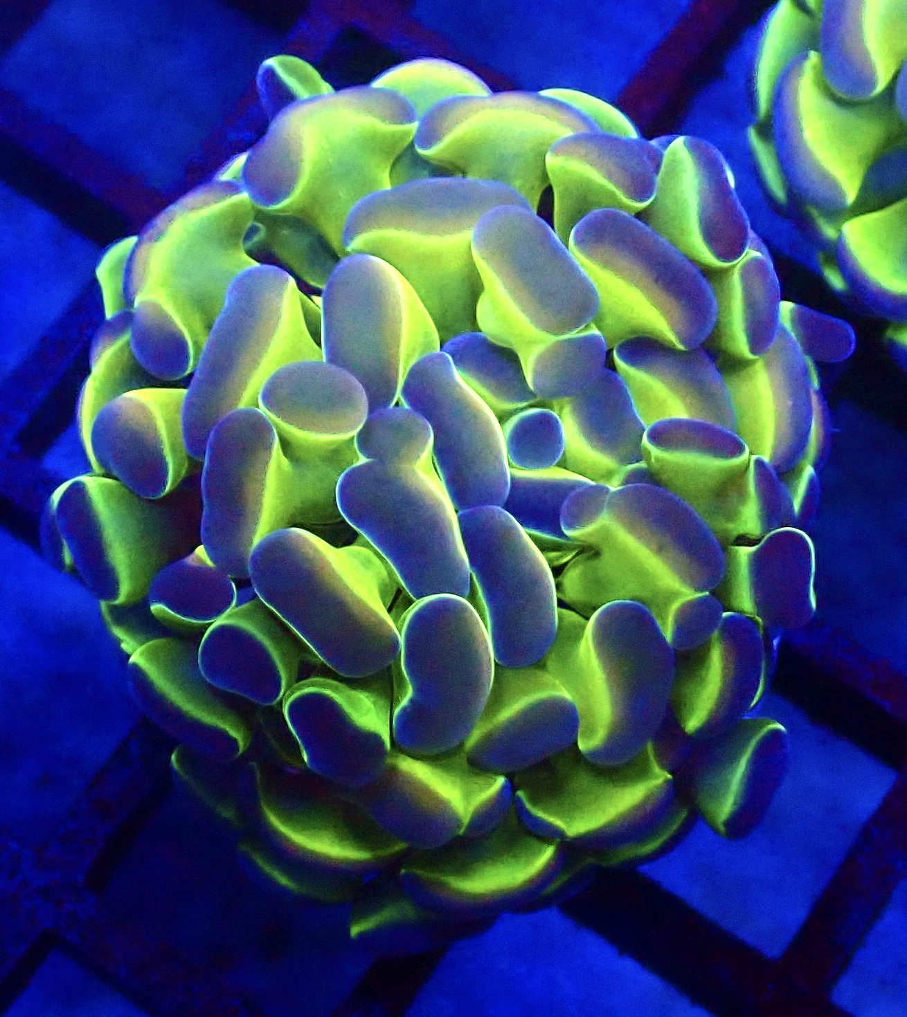 WYSIWYG Hologram Branching Hammer 86