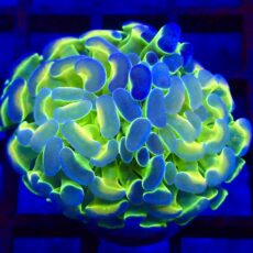WYSIWYG Hologram Branching Hammer 68