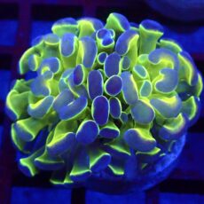 WYSIWYG Hologram Branching Hammer 79