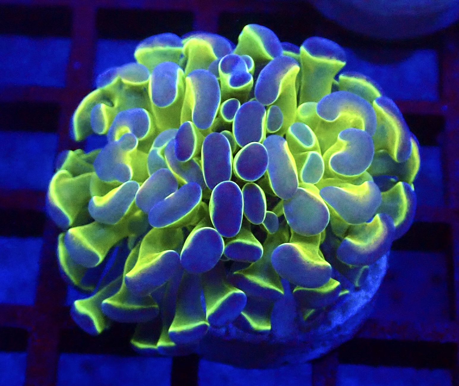 WYSIWYG Hologram Branching Hammer 79