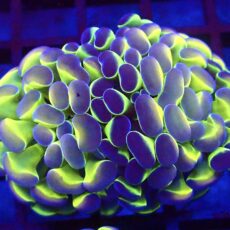 WYSIWYG Hologram Branching Hammer 92 - (Double Head)