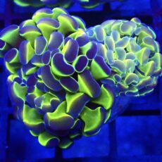 WYSIWYG Hologram Branching Hammer 81 - (Double Head)
