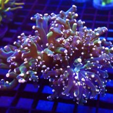 WYSIWYG Ultra Orange Tip Emerald Frogspawn 93 (Double Head)