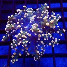 WYSIWYG Ultra Orange Tip Emerald Frogspawn 54