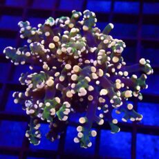 WYSIWYG Ultra Orange Tip Emerald Frogspawn 71