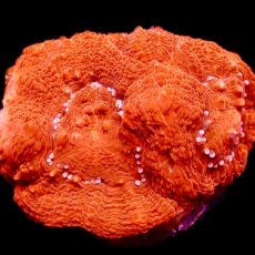 WYSIWYG 18A Crimson Red Acanthastrea bowerbanki