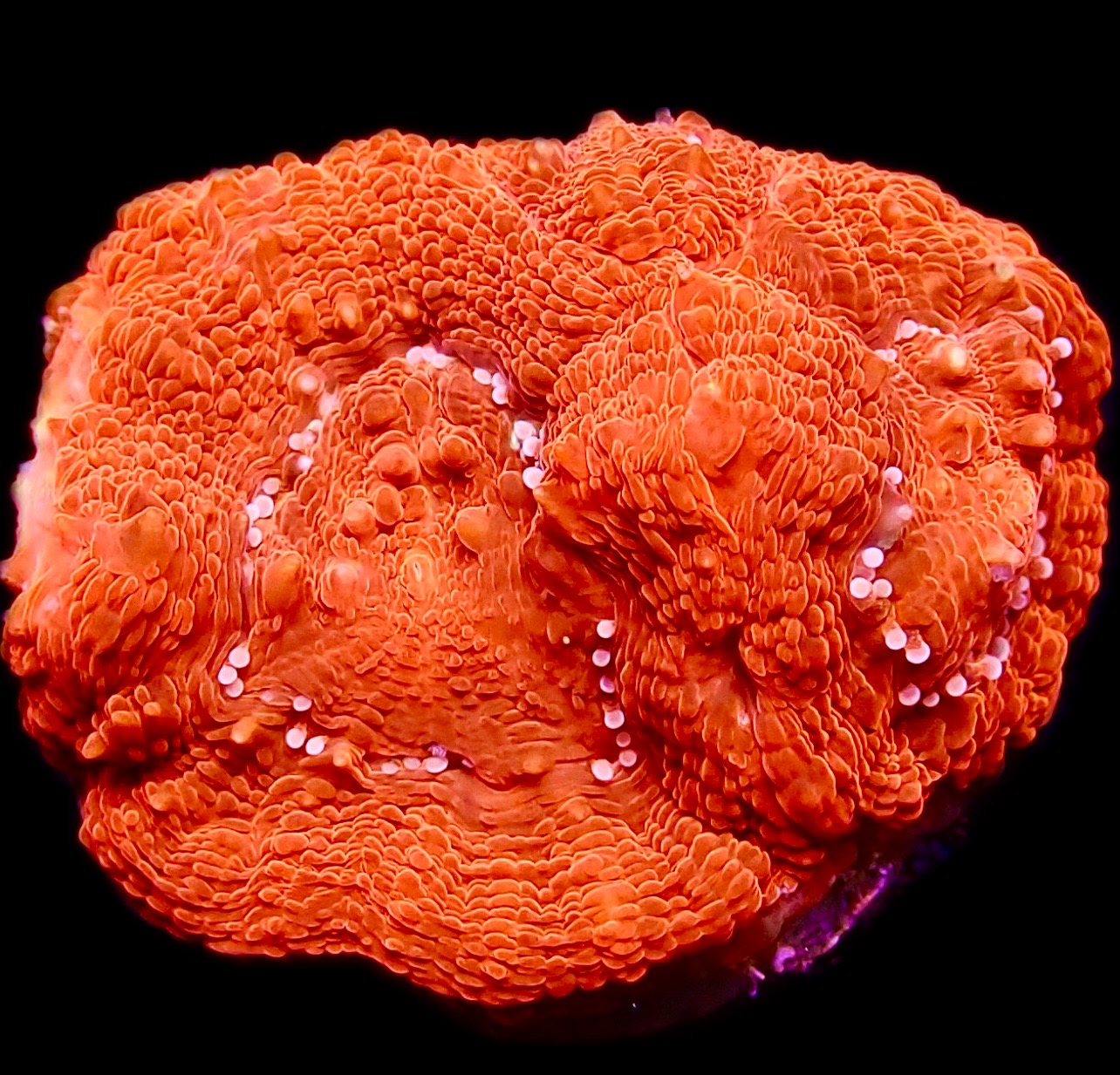 WYSIWYG 18A Crimson Red Acanthastrea bowerbanki