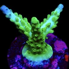 WYSIWYG 18H Turquoise And Blue Staghorn