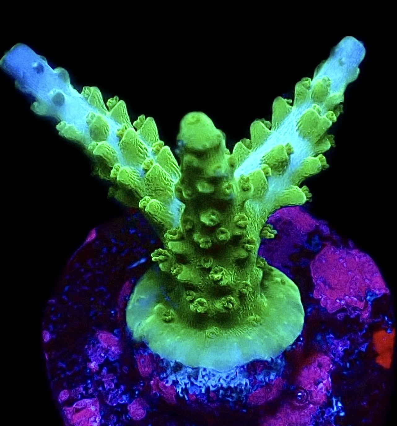 WYSIWYG 18H Turquoise And Blue Staghorn