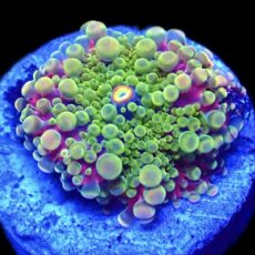 WYSIWYG N6 Rainbow Ricordea Yuma