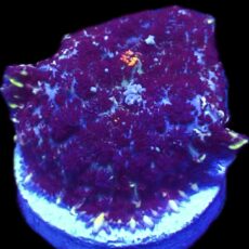 WYSIWYG N14 Ultra Rhodactis Mushroom