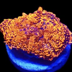 WYSIWYG N19 Ultra Rhodactis Mushroom