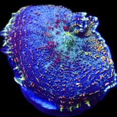 WYSIWYG N29 Rainbow Rhodactis Mushroom