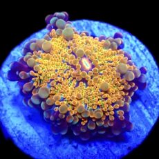 WYSIWYG N32 Rainbow Ricordea Yuma
