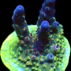 WYSIWYG M7 Acropora Frag