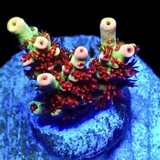WYSIWYG 10F Dragon's Breath Acropora Frag