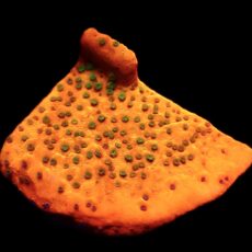WYSIWYG 13C Gold Rush Montipora Frag