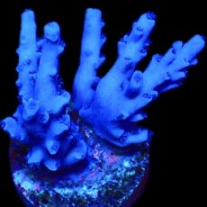 WYSIWYG 17i Blue Curacao Acropora