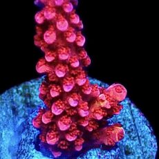 WYSIWYG M6 PC Rainbow Acropora Frag