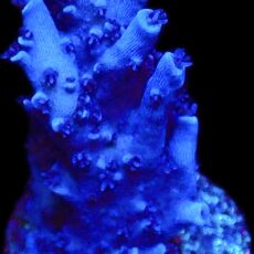 WYSIWYG M13 Blue Curacao Acropora