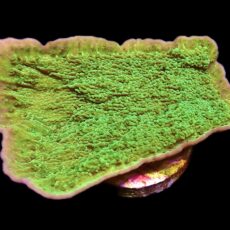 WYSIWYG 9D Purple Rim Emerald Plating Montipora Capricornis