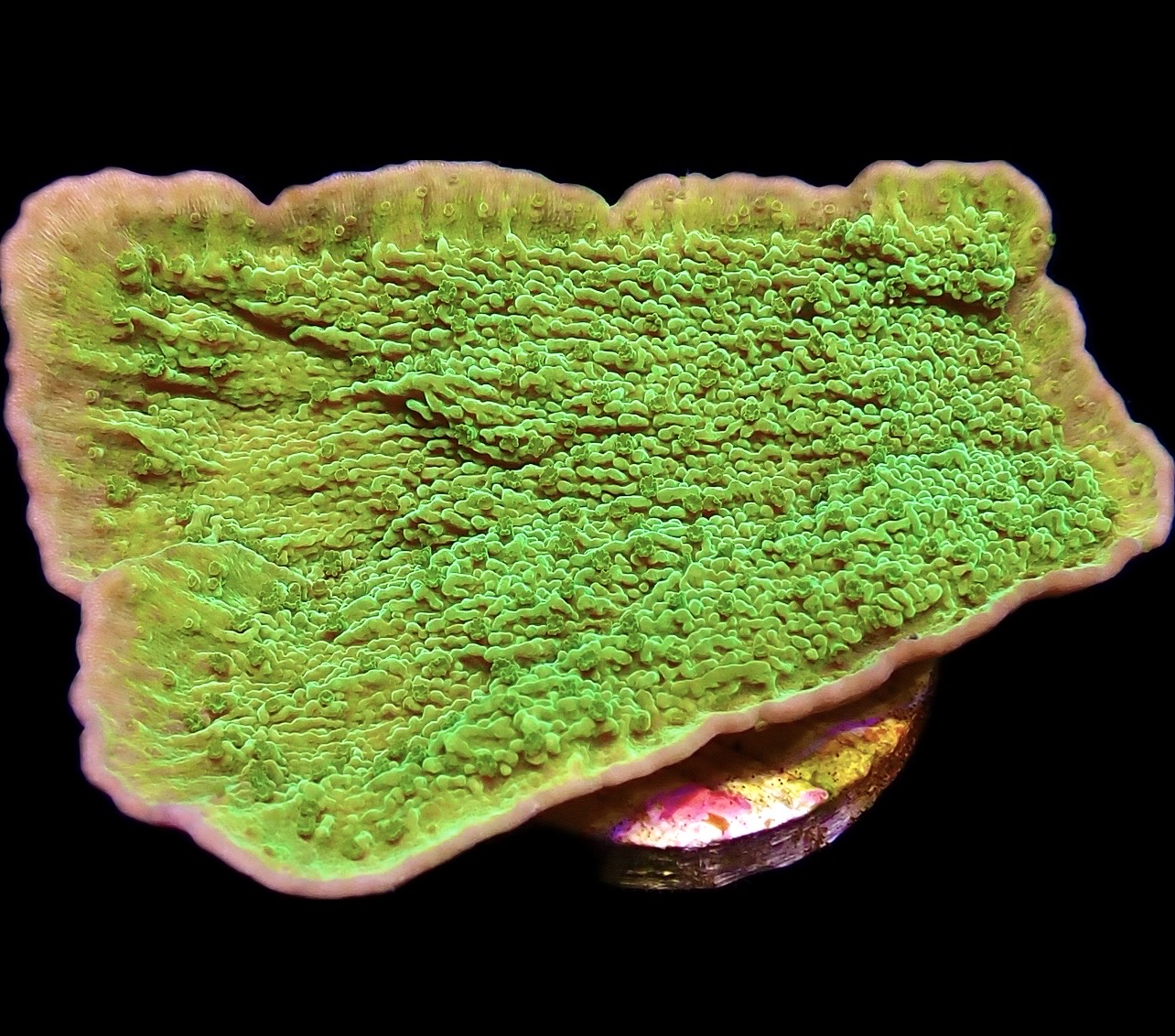 WYSIWYG 9D Purple Rim Emerald Plating Montipora Capricornis