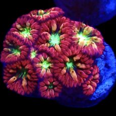 WYSIWYG Ultra Red Blastomussa 99